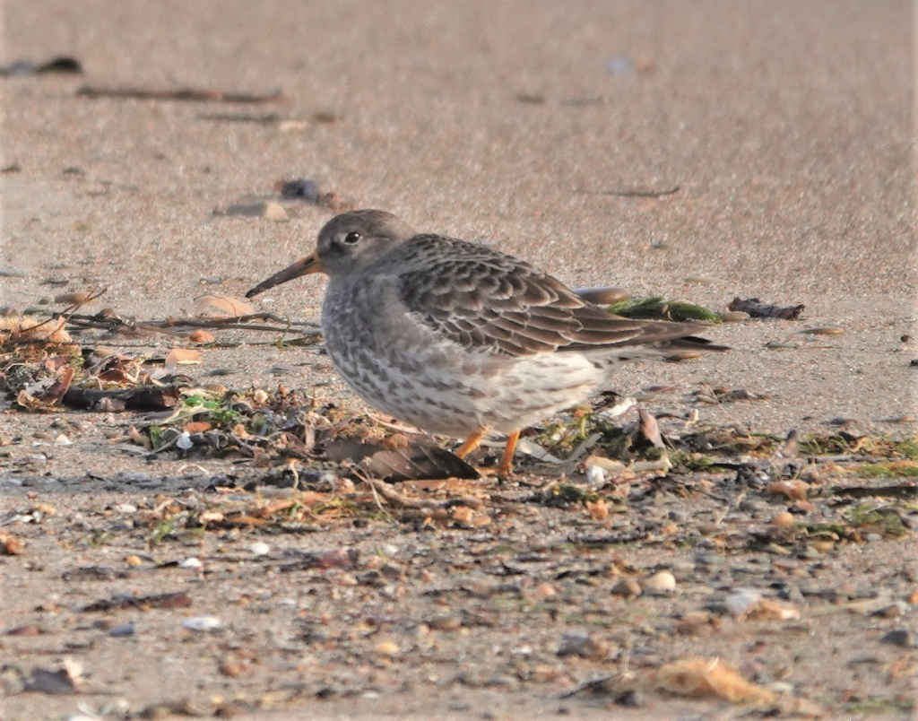 Purple Sandpiper (0452_2023_2933) Photo by Jerry McWilliams