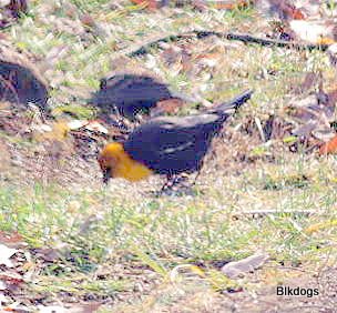 859-01-2012 Yellow-Headed Blackbird 11-28-2012 Bucks 2
