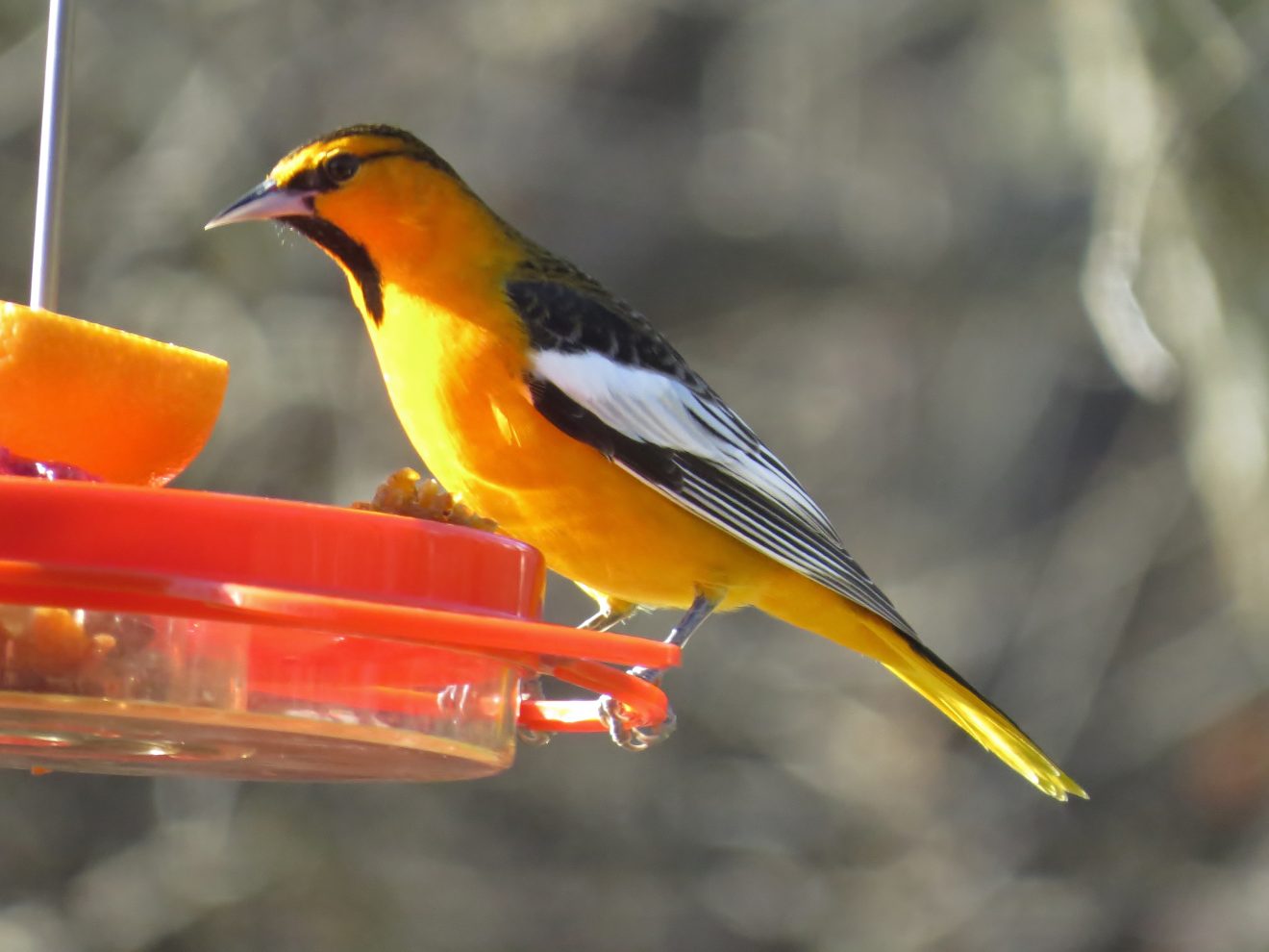 874a-01-2017 Bullock’s Oriole Allegheny – Pennsylvania Society For 