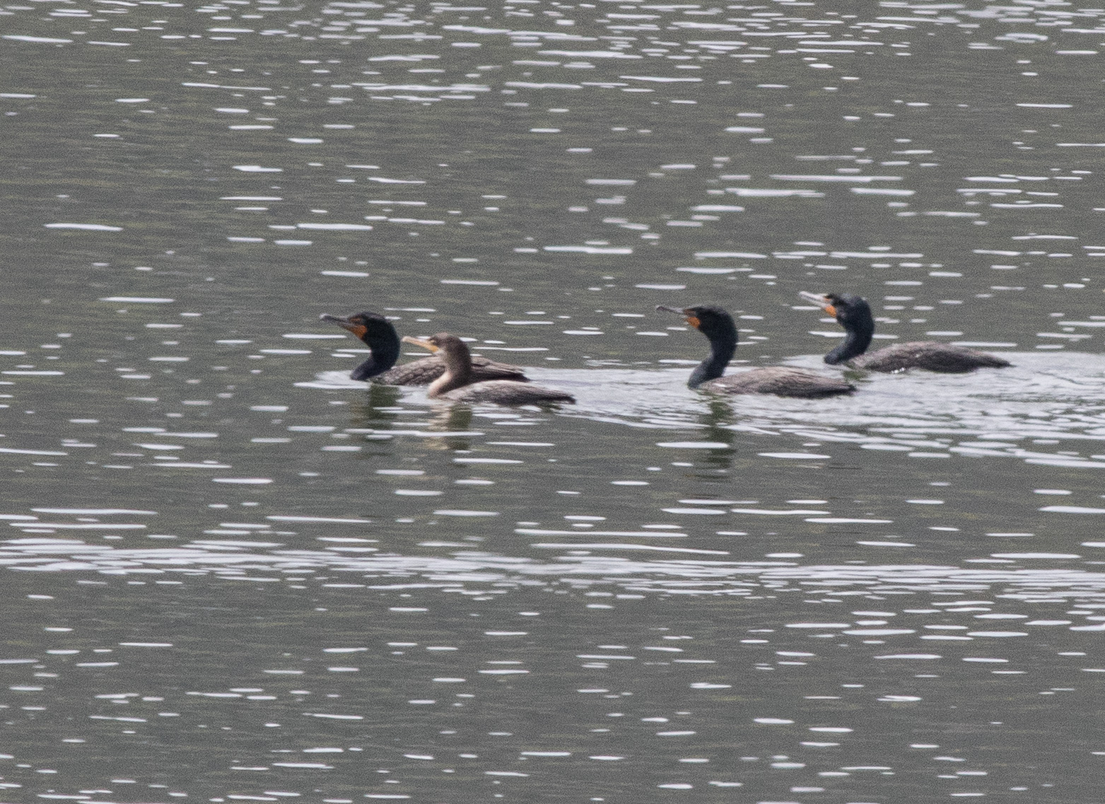 074a-01-2021 Neotropic Cormorant Lycoming – Pennsylvania Society for ...