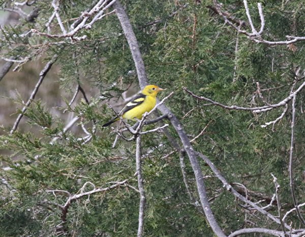 Western Tanager, State College, 11-29-2015, Mike Fialkovich (1)