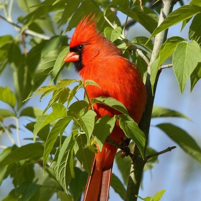 Northern Cardinal