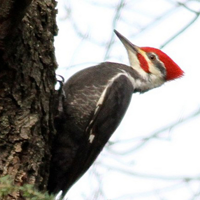 Pileated Woodpecker