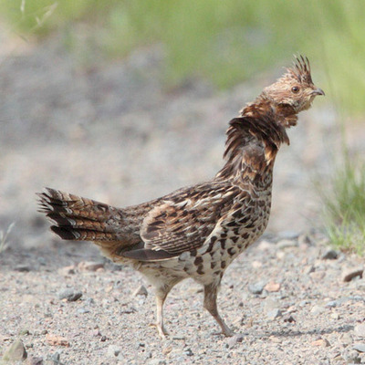 Ruffed Grouse