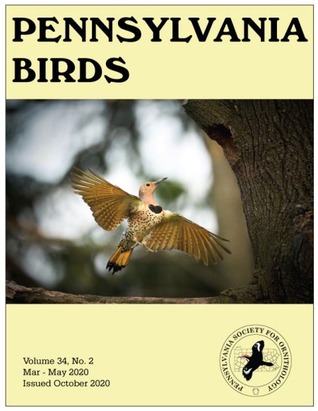 Pennsylvania Birds – Non-Members – Pennsylvania Society for Ornithology